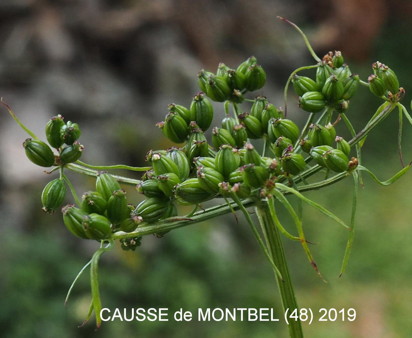 Fool's Parsley fruit